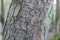 Close up image of swirly bark on trunk of grey tree with soft green background