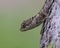 Close-up image of the Taiwan Japalure (Diploderma swinhonis) lizard atop a tree