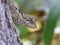 Close-up image of the Taiwan Japalure (Diploderma swinhonis) lizard atop a tree