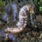 Close up image of thorny seahorse with coral reef background