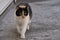 Close-up image of three color stray cat, tabby kitten