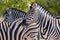 Close up image of three zebra, Equus quagga, or Equus burchellii in the shade beneath a tree.