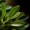 Close-up Image Of Thyme Leaf: Organic Contours And Tactile Beauty