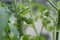 Close-up image of a tobacco hornworm on the stem of a tomato plant in a home garden in summer