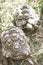 Close up image of two leopard tortoises