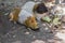 Close-up image of two small guinea pigs eating