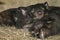 Close up image of two Tasmanian Devils sleeping