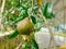 Close up image of unripe pomegranate hanging in the tree