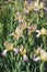 Close-up image of Variegated Sweet iris flowers