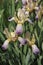 Close-up image of Variegated Sweet iris flowers