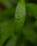 Close-up image of a vibrant green leaf with glistening water droplets on its edges