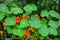 Close-up image of Vibrant orange Nasturtium flowers Tropaeolum majus