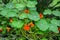 Close-up image of Vibrant orange Nasturtium flowers Tropaeolum majus