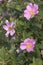 Close-up image of Virginia rose flowers