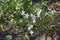 Close-up image of Virginia springbeauty flowers