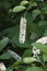 Close-up image of Virginia sweetspire flowers