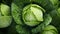 Close-up Image Of Water-drenched Cabbage Leaves: A Captivating Grocery Art