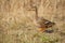 Close-up image of wet brown and black mallard