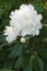 Close-up image of white Chinese peony flowers.