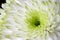 Close up image of white chrysanthemum