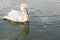 Close up image of white curly pelican swimming in pond in zoo.