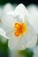 Close up image of a White Daffodil Blossom