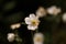 Close up image of white hellebores in natural dark moody setting