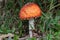 Close up image of a wild fly agaric