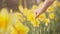 Close up image woman hand touching yellow spring flowers in slow motions