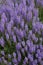 Close-up image of Woodland sage flowers