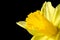 Close up image of yellow daffodil