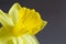 Close up image of yellow daffodil