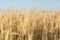 close up image of yellow large mature ears of wheat in a large field. summer harvesting.