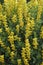 Close-up image of Yellow wild indigo flowers