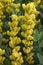 Close-up image of Yellow wild indigo flowers