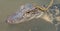 Close up image of a young Louisiana alligator