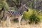 Close up image of a zebra, Equus quagga, or Equus burchellii in the shade beneath a tree.