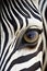 Close up image of zebra eyes, beautiful macro shoot. Generative Ai