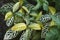 Close-up image of Zebra plants