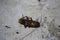 Close-up images of cockroaches lying on the cement floor above