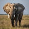 Close up images of elephants, magnificent wildlife portraits