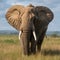 Close up images of elephants, magnificent wildlife portraits