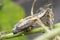 Close up images of the life cylce or metamorphosis of the tawny coster butterfly