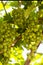 Close up images of table grape harvest on a table grape farm ripe fruit on a vineyard branch