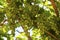 Close up images of table grape harvest on a table grape farm ripe fruit on a vineyard branch