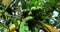 Close up of Immature green loquat Eriobotrya japonica, Loquat tree fruit not ripening from green to yellow