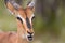 Close up of an Impala