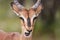 Close-up of an Impala