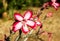 Close up of an Impala lily, Kruger Park, South Africa