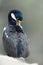 Close-up of Imperial shag preening